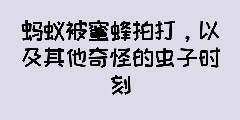 蚂蚁被蜜蜂拍打，以及其他奇怪的虫子时刻