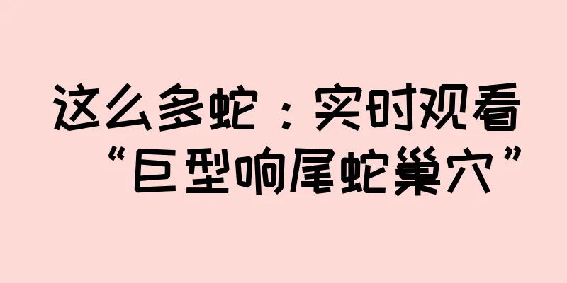 这么多蛇：实时观看“巨型响尾蛇巢穴”