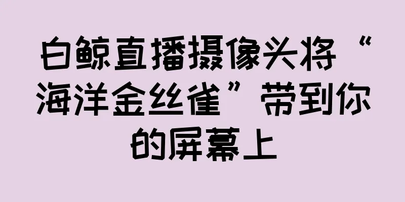 白鲸直播摄像头将“海洋金丝雀”带到你的屏幕上