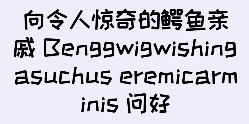 向令人惊奇的鳄鱼亲戚 Benggwigwishingasuchus eremicarminis 问好