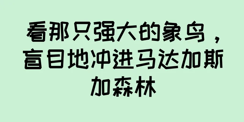 看那只强大的象鸟，盲目地冲进马达加斯加森林
