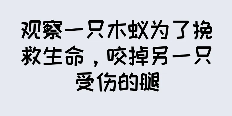 观察一只木蚁为了挽救生命，咬掉另一只受伤的腿