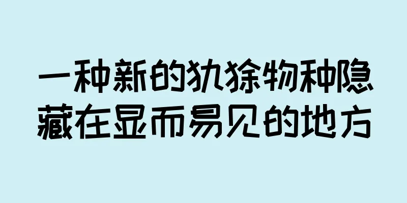 一种新的犰狳物种隐藏在显而易见的地方