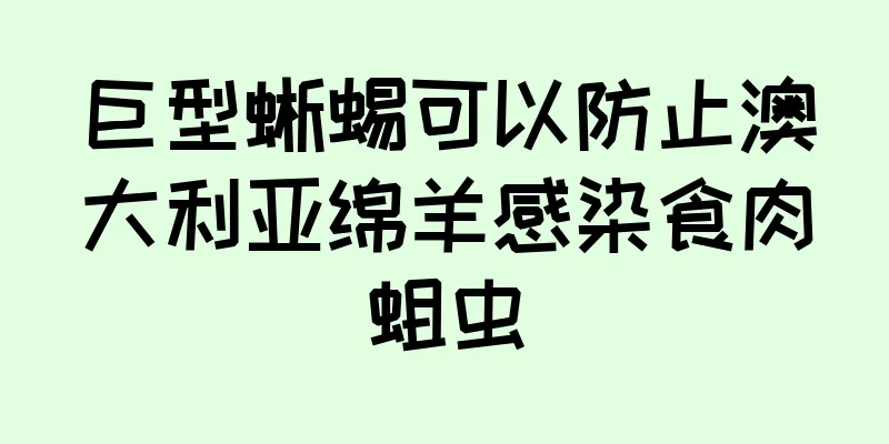 巨型蜥蜴可以防止澳大利亚绵羊感染食肉蛆虫
