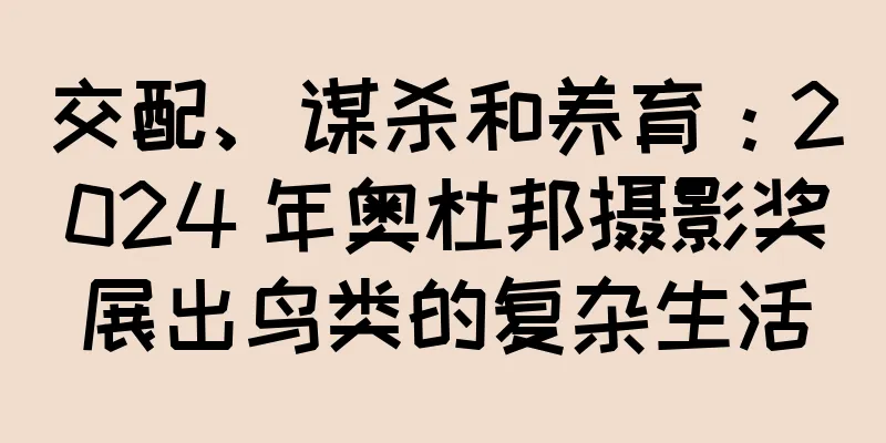 交配、谋杀和养育：2024 年奥杜邦摄影奖展出鸟类的复杂生活