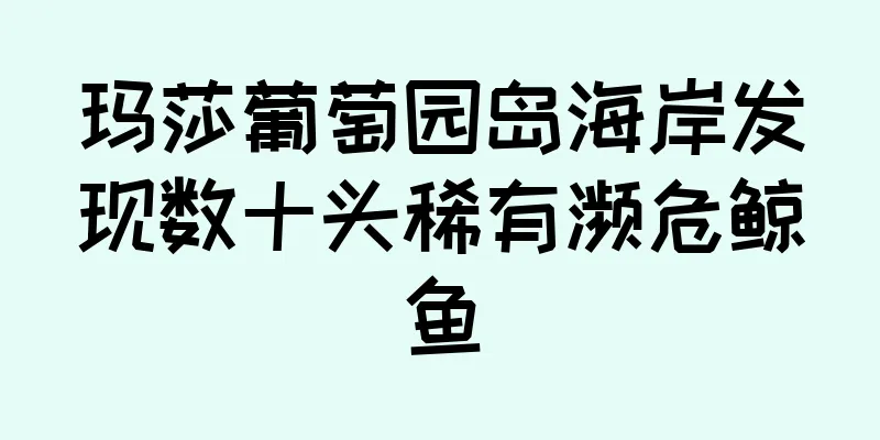 玛莎葡萄园岛海岸发现数十头稀有濒危鲸鱼