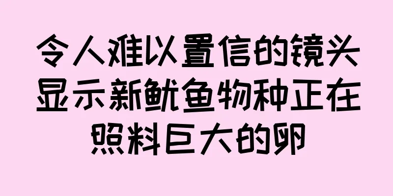 令人难以置信的镜头显示新鱿鱼物种正在照料巨大的卵