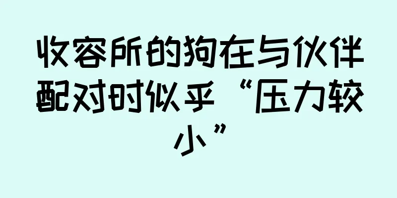 收容所的狗在与伙伴配对时似乎“压力较小”