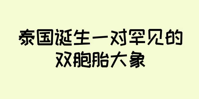 泰国诞生一对罕见的双胞胎大象