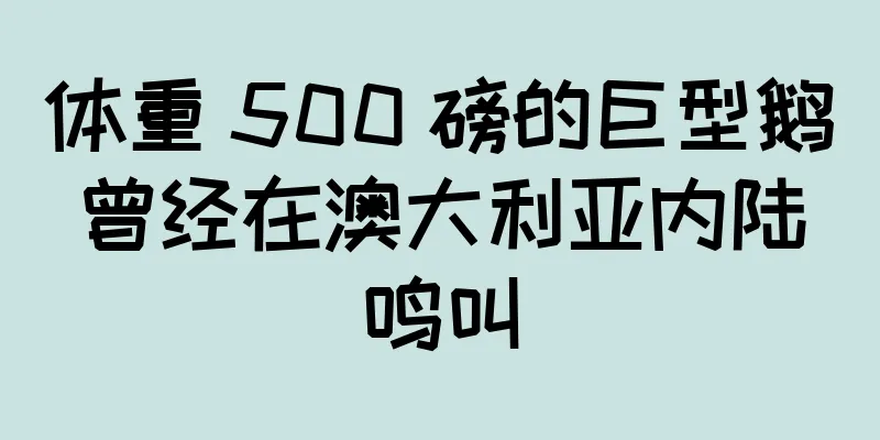 体重 500 磅的巨型鹅曾经在澳大利亚内陆鸣叫