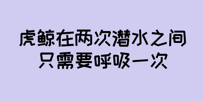 虎鲸在两次潜水之间只需要呼吸一次