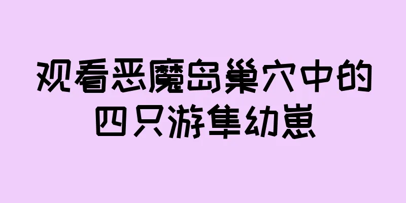 观看恶魔岛巢穴中的四只游隼幼崽