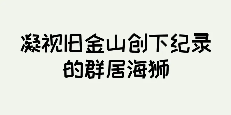 凝视旧金山创下纪录的群居海狮