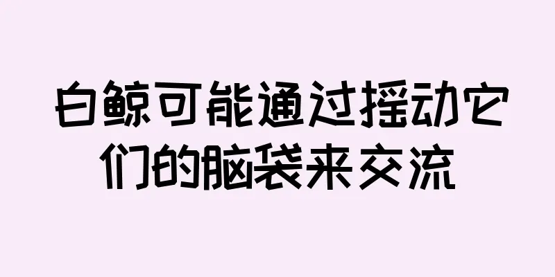 白鲸可能通过摇动它们的脑袋来交流