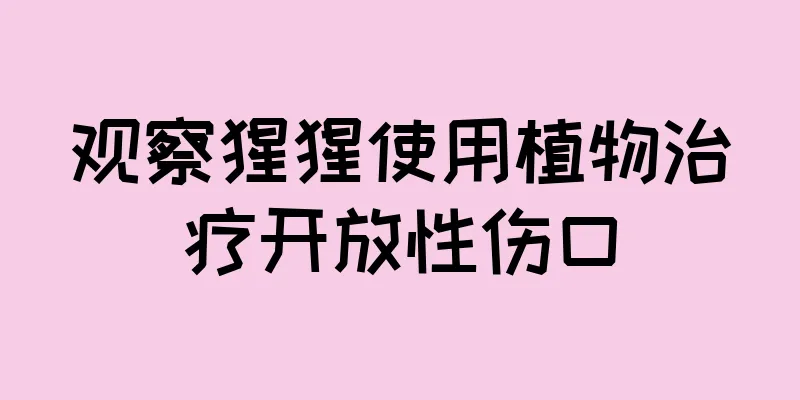 观察猩猩使用植物治疗开放性伤口