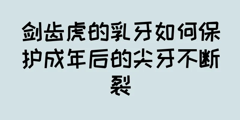 剑齿虎的乳牙如何保护成年后的尖牙不断裂