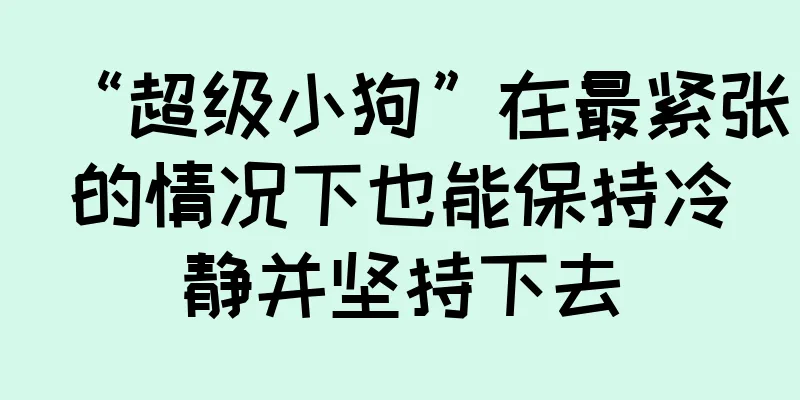 “超级小狗”在最紧张的情况下也能保持冷静并坚持下去