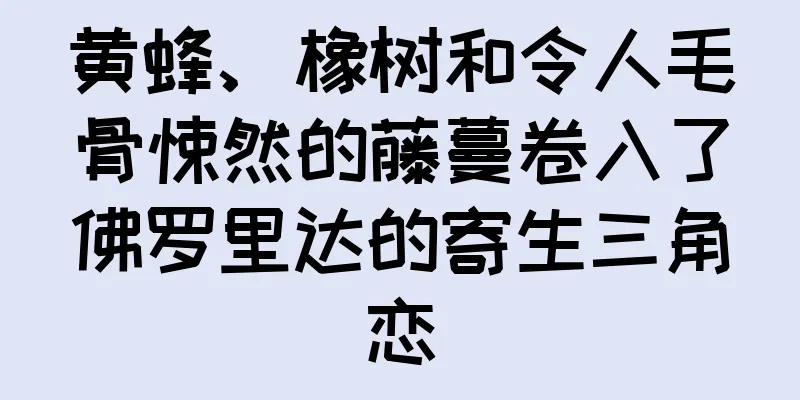 黄蜂、橡树和令人毛骨悚然的藤蔓卷入了佛罗里达的寄生三角恋