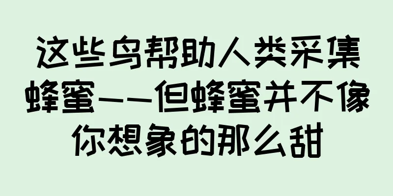 这些鸟帮助人类采集蜂蜜——但蜂蜜并不像你想象的那么甜