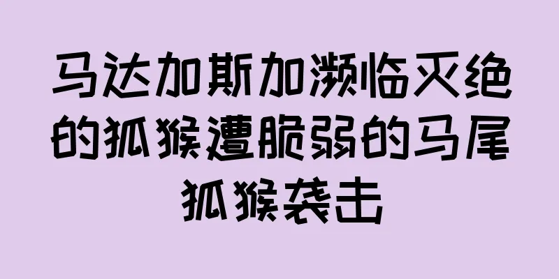 马达加斯加濒临灭绝的狐猴遭脆弱的马尾狐猴袭击