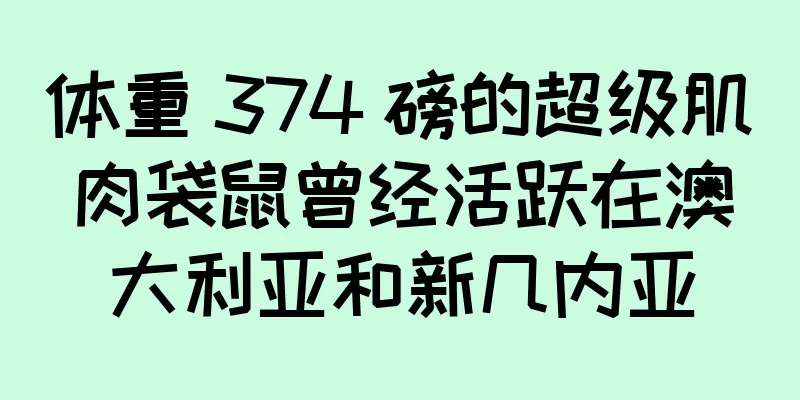 体重 374 磅的超级肌肉袋鼠曾经活跃在澳大利亚和新几内亚