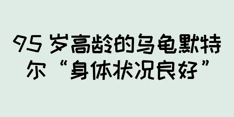 95 岁高龄的乌龟默特尔“身体状况良好”