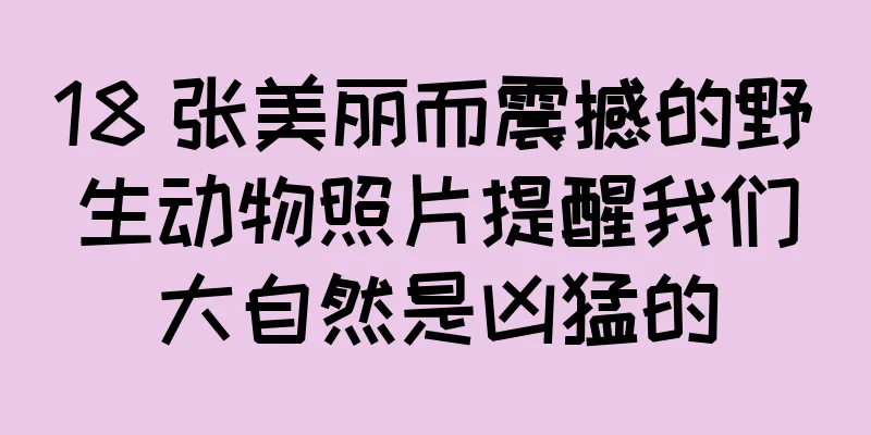 18 张美丽而震撼的野生动物照片提醒我们大自然是凶猛的