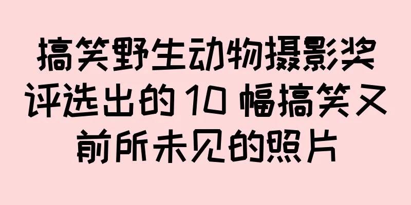 搞笑野生动物摄影奖评选出的 10 幅搞笑又前所未见的照片