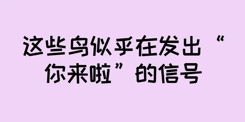 这些鸟似乎在发出“你来啦”的信号