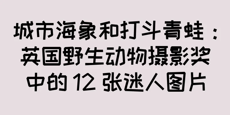 城市海象和打斗青蛙：英国野生动物摄影奖中的 12 张迷人图片