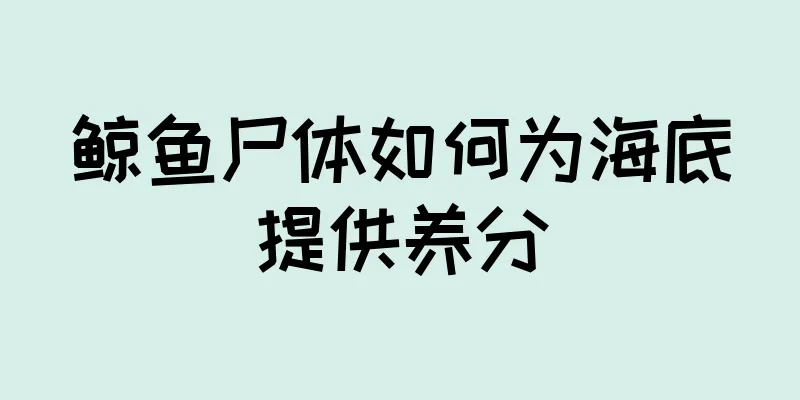 鲸鱼尸体如何为海底提供养分