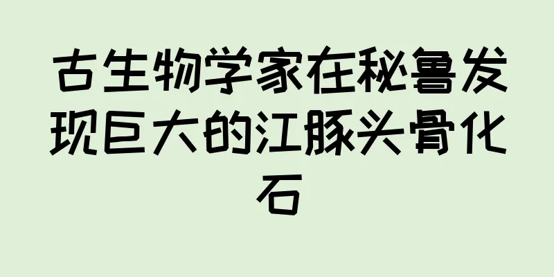 古生物学家在秘鲁发现巨大的江豚头骨化石