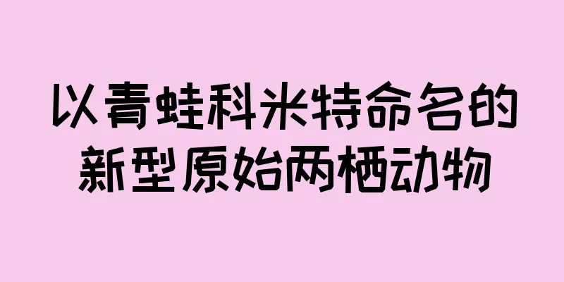 以青蛙科米特命名的新型原始两栖动物
