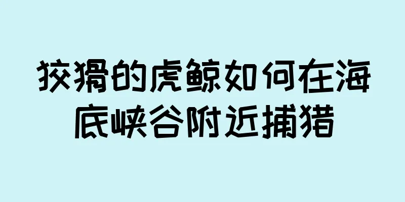 狡猾的虎鲸如何在海底峡谷附近捕猎
