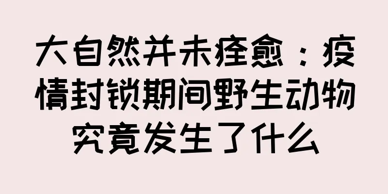 大自然并未痊愈：疫情封锁期间野生动物究竟发生了什么