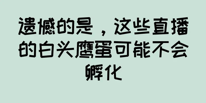遗憾的是，这些直播的白头鹰蛋可能不会孵化