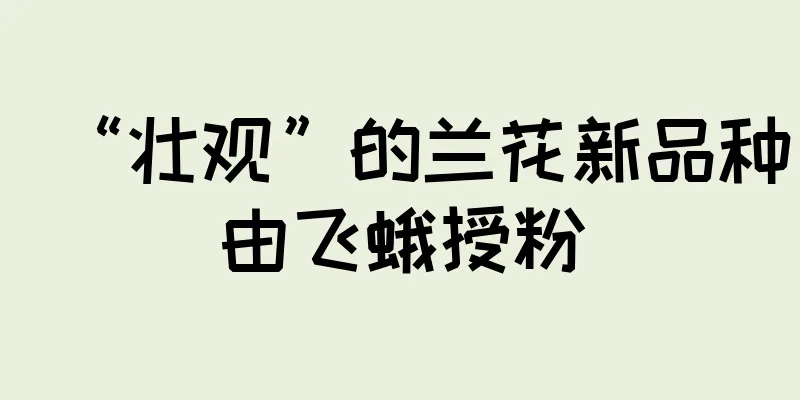 “壮观”的兰花新品种由飞蛾授粉