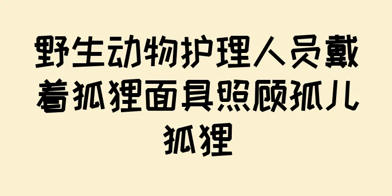 野生动物护理人员戴着狐狸面具照顾孤儿狐狸