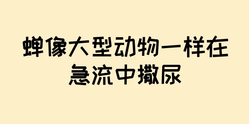 蝉像大型动物一样在急流中撒尿