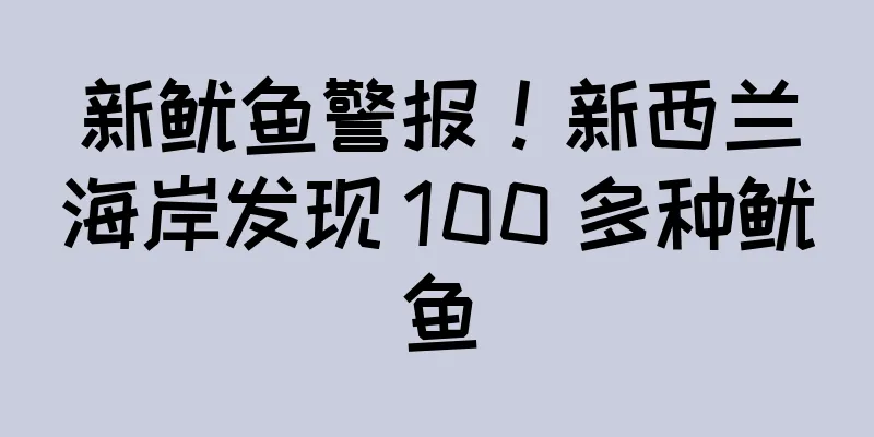 新鱿鱼警报！新西兰海岸发现 100 多种鱿鱼