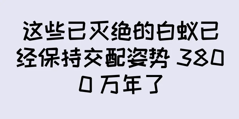 这些已灭绝的白蚁已经保持交配姿势 3800 万年了