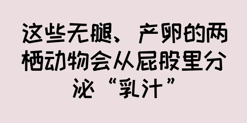 这些无腿、产卵的两栖动物会从屁股里分泌“乳汁”