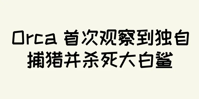 Orca 首次观察到独自捕猎并杀死大白鲨