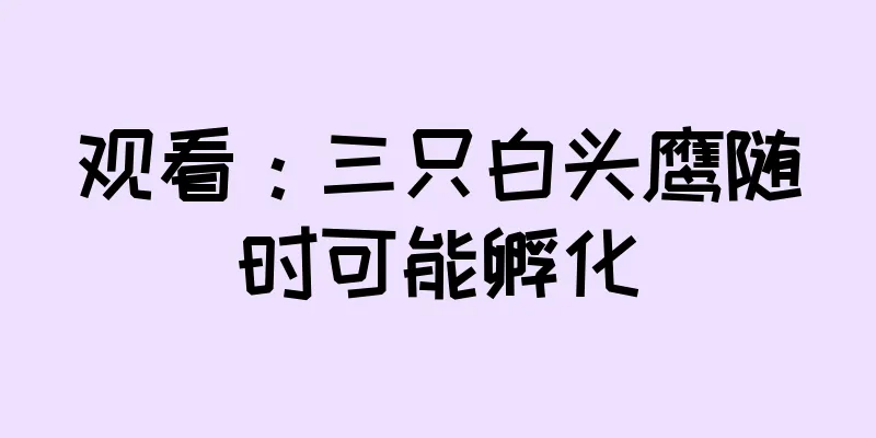 观看：三只白头鹰随时可能孵化