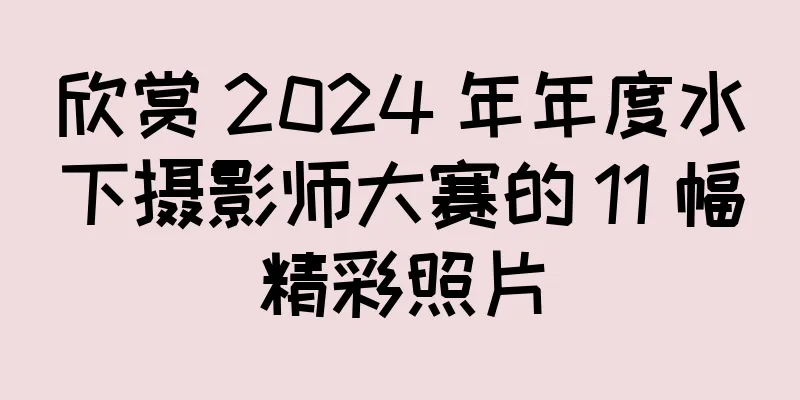 欣赏 2024 年年度水下摄影师大赛的 11 幅精彩照片