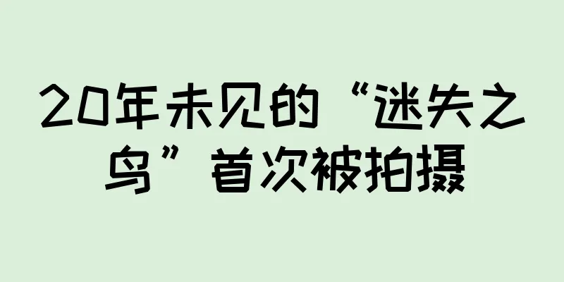 20年未见的“迷失之鸟”首次被拍摄