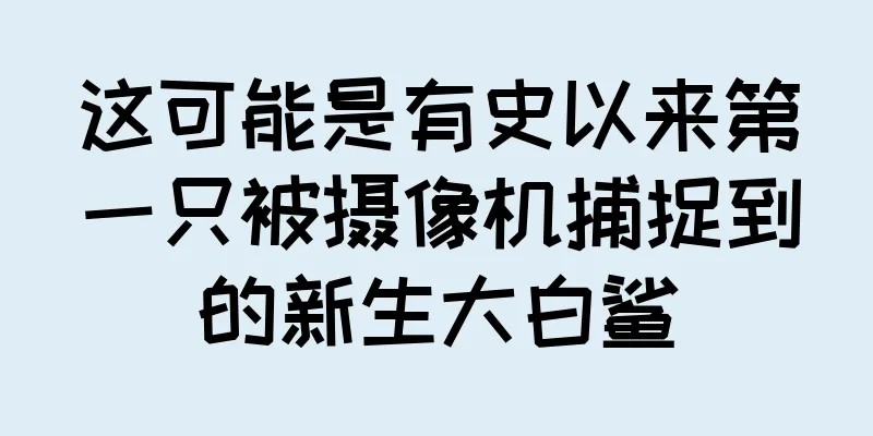 这可能是有史以来第一只被摄像机捕捉到的新生大白鲨