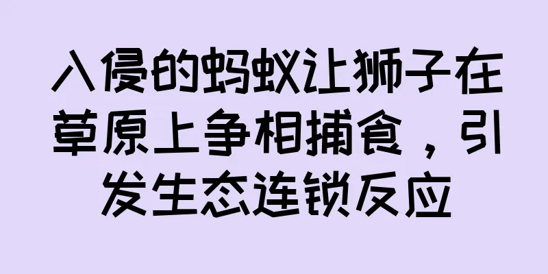 入侵的蚂蚁让狮子在草原上争相捕食，引发生态连锁反应