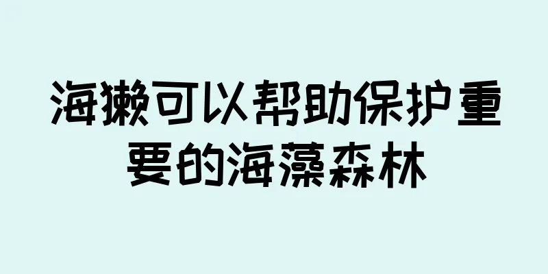 海獭可以帮助保护重要的海藻森林