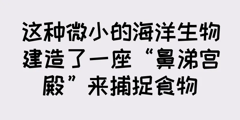 这种微小的海洋生物建造了一座“鼻涕宫殿”来捕捉食物